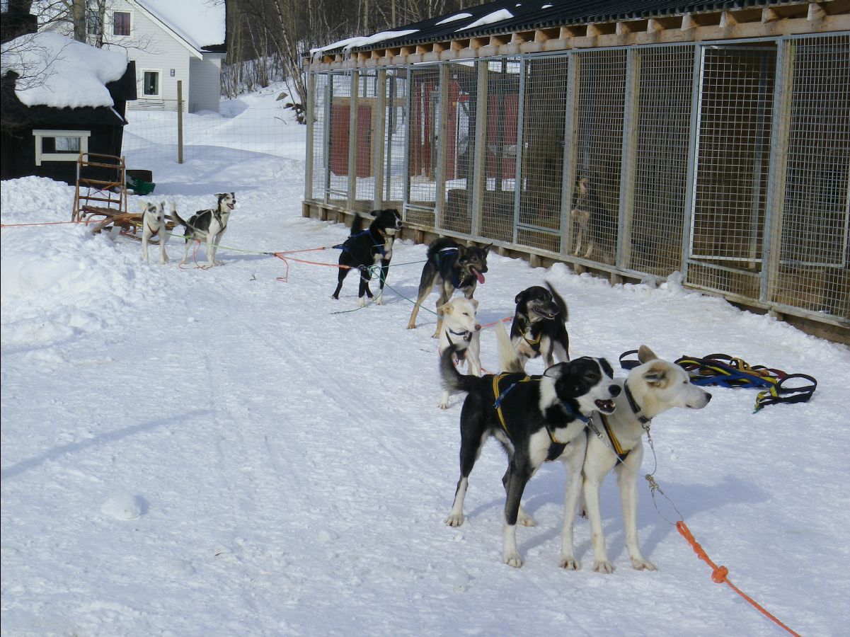 Dogs sledge11